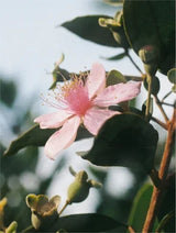 Natural Retinol Alternative Serum